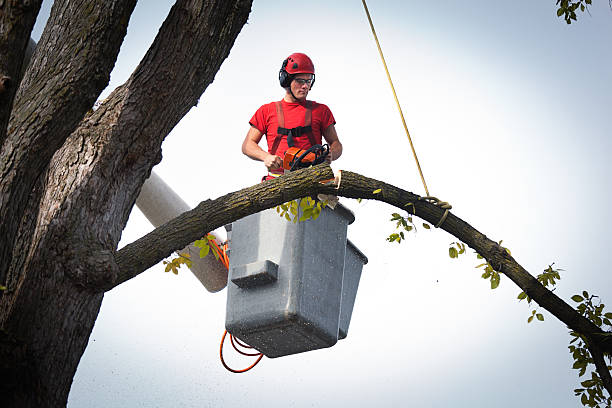 The Steps Involved in Our Tree Care Process in Hamburg, IA